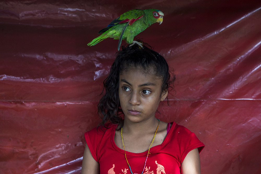 Jose Maria Morelos, Oaxaca, Mexico, August 23rd, 2014: ose Maria Morelos, Oaxaca, August 22nd,2014: Aracely Montserrat, 12, with the parrot Teresa during a visit to her aunt's house in Jose Maria Morelos. For years Mexico's black communities have lived isolated and often forgotten, but still practicing some of the traditions of their African descendants, largely slaves and escaped slaves who fled into remote hills in southern Mexico. But a new effort is underway to officially count the population in the next national census in February, what advocates call a key step in bringing recognition to the communities and making the country more aware of people from what is commonly called "the third root." (after European and indigenous roots). Photograph by © Adriana Zehbrauskas