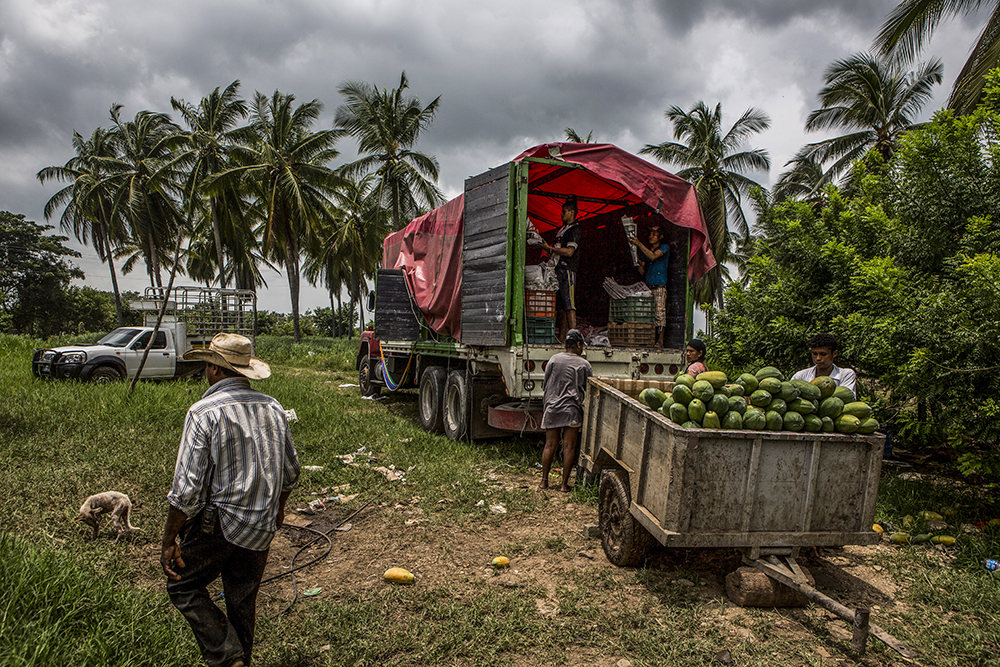 Jose Maria Morelos, Oaxaca, August 22nd,2014: Loading a papaya truck, the main economic activity in the region. For years Mexico's black communities have lived isolated and often forgotten, but still practicing some of the traditions of their African descendants, largely slaves and escaped slaves who fled into remote hills in southern Mexico. But a new effort is underway to officially count the population in the next national census in February, what advocates call a key step in bringing recognition to the communities and making the country more aware of people from what is commonly called 